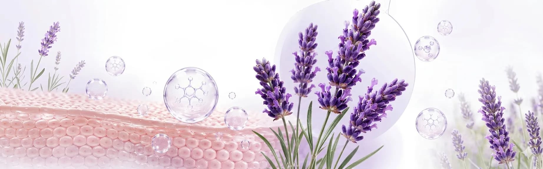 Lavanda